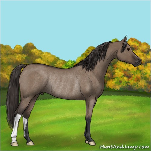 Horse Color:Liver Red Dun Roan Rabicano 