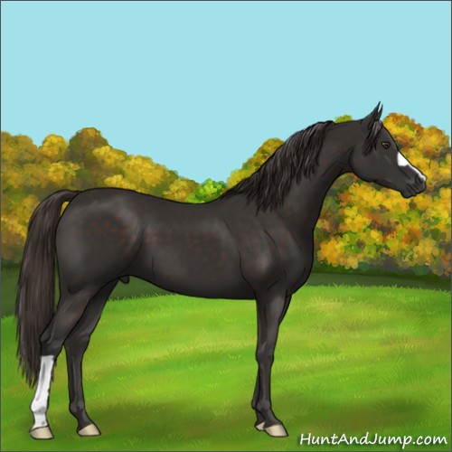 Horse Color:Liver Chestnut 