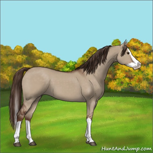 Horse Color:Liver Red Dun Splash 