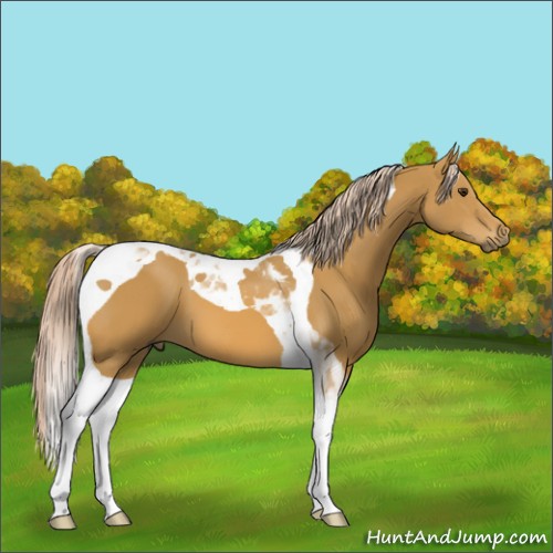 Horse Color:Palomino Tobiano 