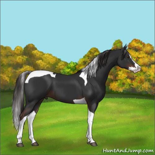 Horse Color:Liver Chestnut Splash Tobiano 