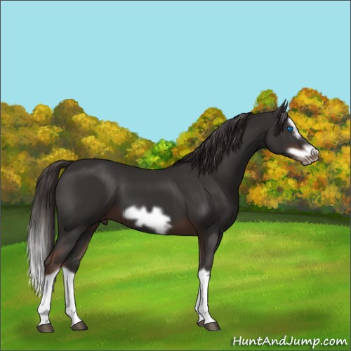 Horse Color:Liver Chestnut Splash Frame 