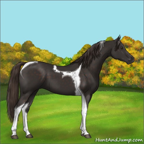 Horse Color:Liver Chestnut Tobiano 