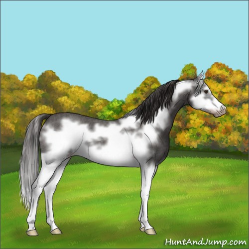 Horse Color:Liver Red Roan Splash Frame 