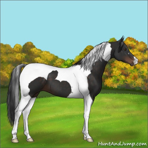 Horse Color:Liver Chestnut Tobiano 