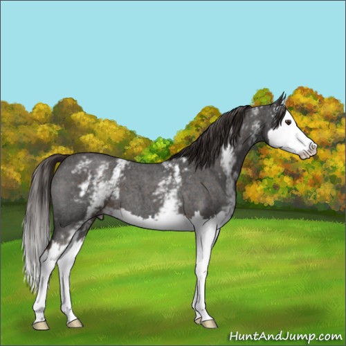 Horse Color:White Spotted Liver Red Roan Splash 