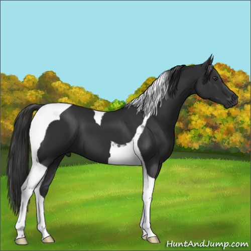 Horse Color:Liver Chestnut Tobiano 