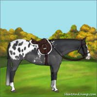 Horse Color:Black Splash Appaloosa