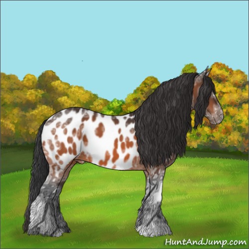 Horse Color:Brown Ice Appaloosa 
