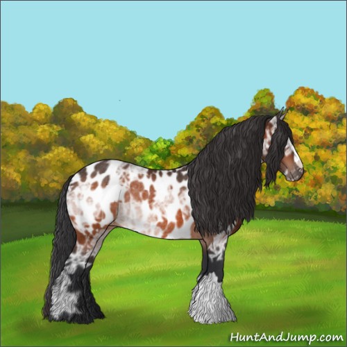 Horse Color:Bay Ice Appaloosa Rabicano 