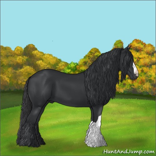 Horse Color:Black 