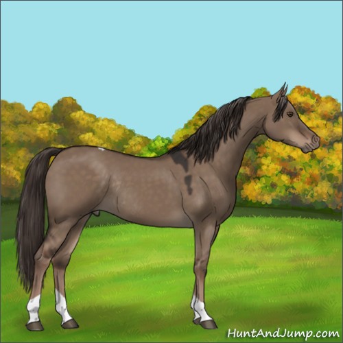 Horse Color:Liver Red Dun Tobiano Rabicano 