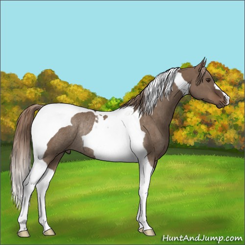 Horse Color:Liver Red Dun Tobiano Rabicano 