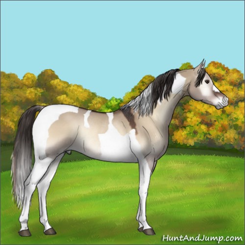 Horse Color:Liver Red Dun Onyx Tobiano Rabicano 