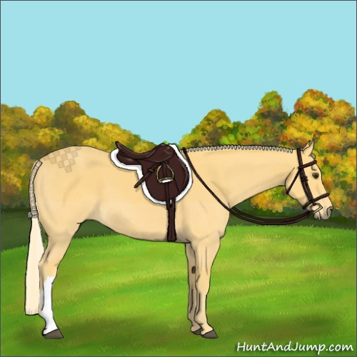 Horse Color:Palomino