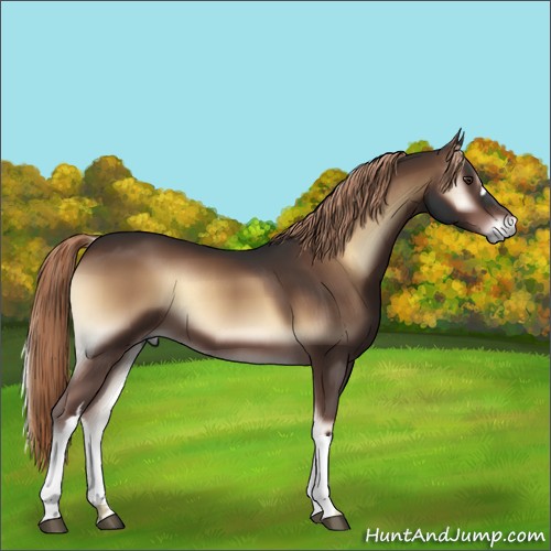 Horse Color:Liver Red Onyx 