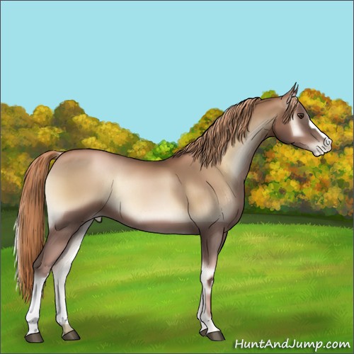 Horse Color:Liver Red Onyx Pearl 