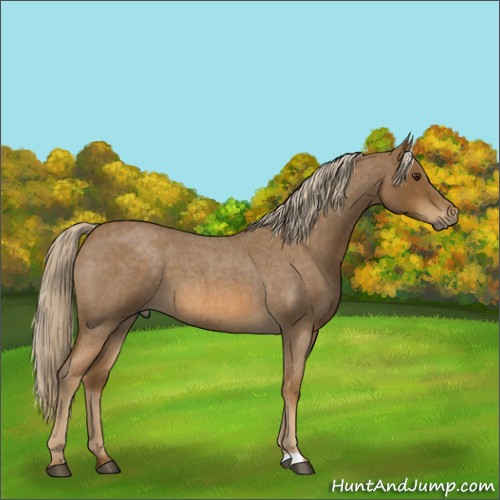 Horse Color:Chocolate Palomino Roan 