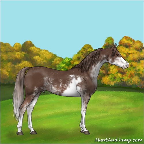 Horse Color:Liver Chestnut Sabino 