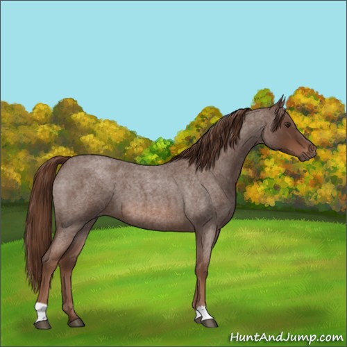 Horse Color:Liver Red Roan 