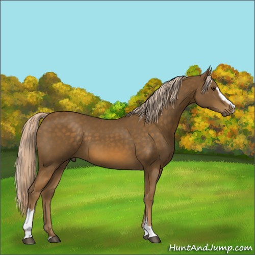 Horse Color:Chocolate Palomino Sabino 