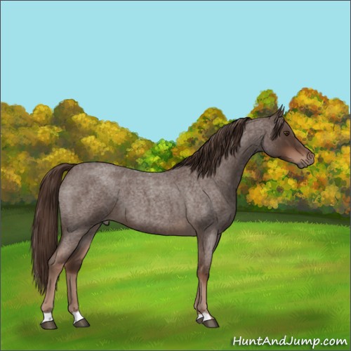 Horse Color:Liver Red Roan 
