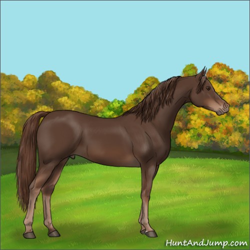 Horse Color:Liver Chestnut Sabino 