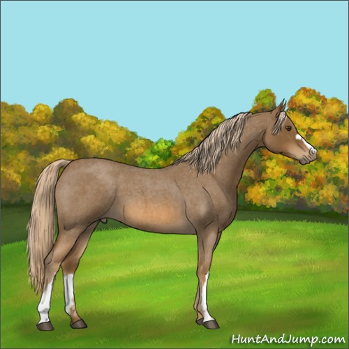 Horse Color:Chocolate Palomino Roan 