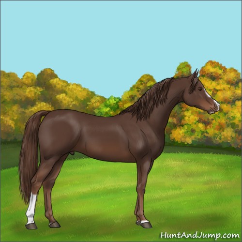 Horse Color:Liver Chestnut Sabino 