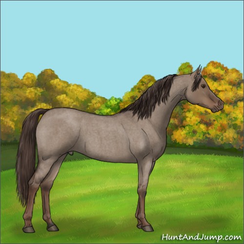 Horse Color:Liver Red Dun Roan Rabicano 