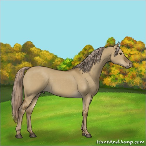 Horse Color:Chocolate Palomino Dun Sabino Rabicano 