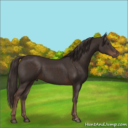 Horse Color:Liver Chestnut Sabino 