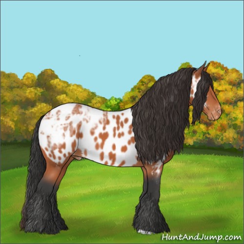 Horse Color:Bay Ice Appaloosa 