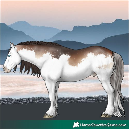 Horse Color:Bay Onyx Splash 