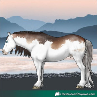 Horse Color:Bay Onyx Splash 