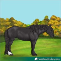 Horse Color:Smoky Black 