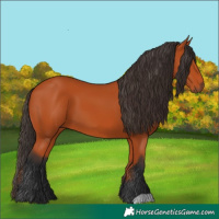 Horse Color:Bay 
