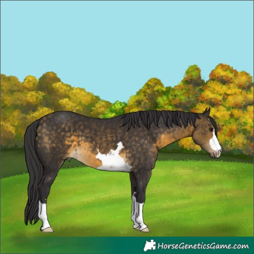 Horse Color:Buckskin 