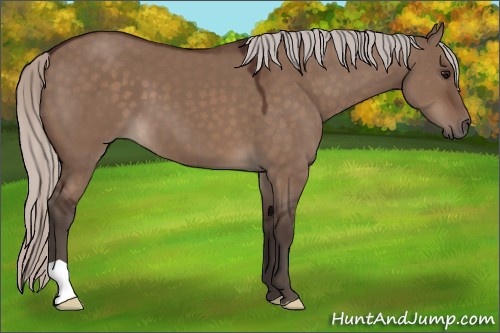 Horse Color:Silver Brown Dun