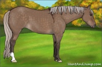 Horse Color:Silver Brown Dun