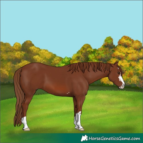 Horse Color:Chestnut 