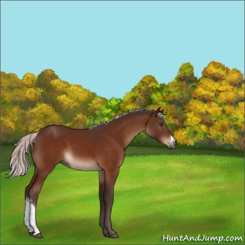 Horse Color:Silver Brown 