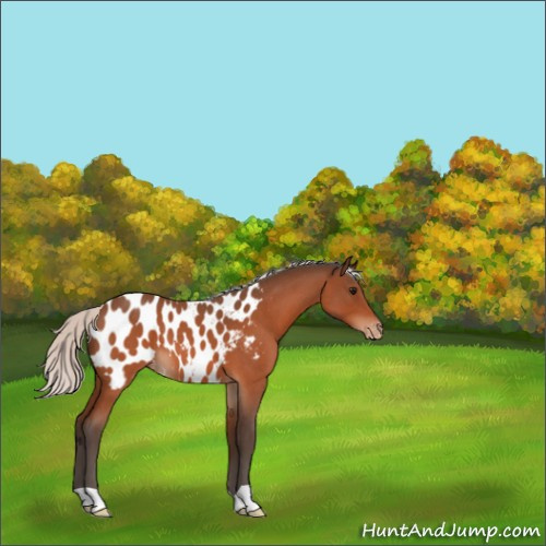 Horse Color:Silver Bay Roan Appaloosa 
