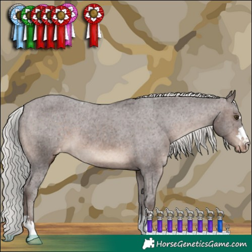 Horse Color:Silver Brown Appaloosa 