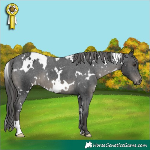 Horse Color:White Spotted Black Appaloosa 