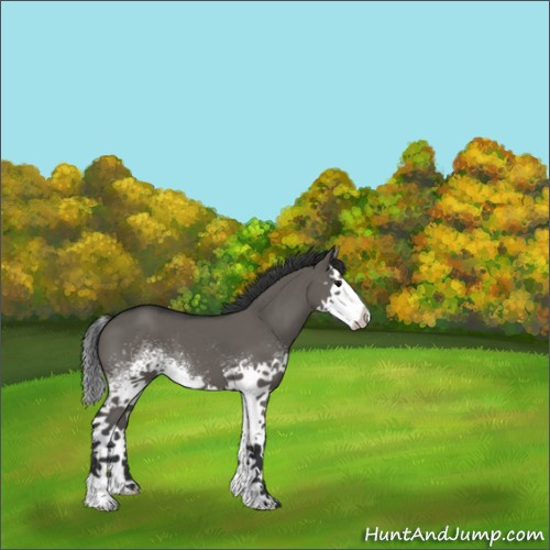 Horse Color:White Spotted Grullo Splash 