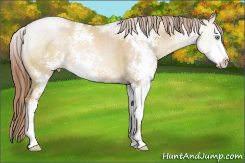 Horse Color:Smoky Grullo Pearl Sabino Rabicano 