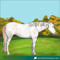 Horse Color:White Spotted Sable Cream Champagne Pearl Splash Tobiano Rabicano