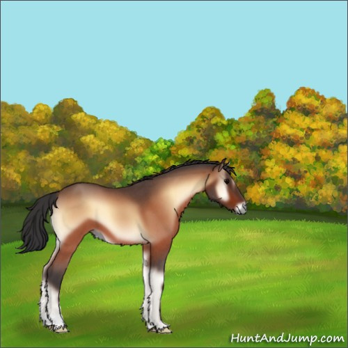 Horse Color:Bay Roan Onyx 
