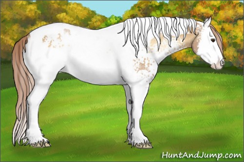 Horse Color:White Spotted Red Dun Onyx Splash Tobiano Appaloosa 